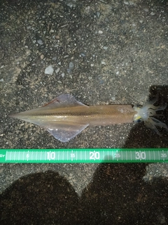 ヤリイカの釣果