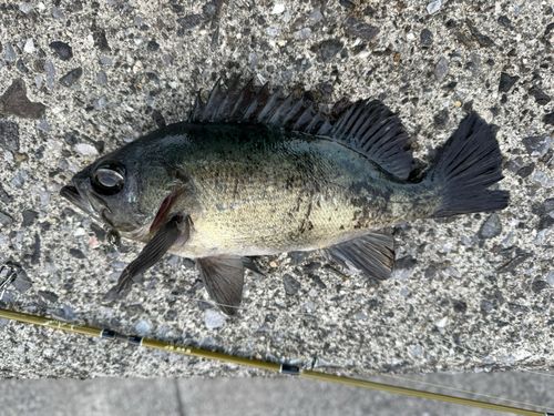 クロメバルの釣果