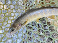 ヤマトイワナの釣果