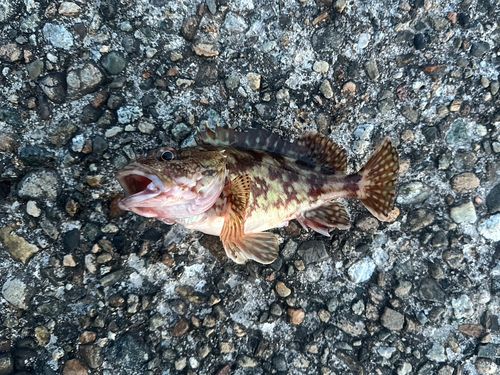 カサゴの釣果