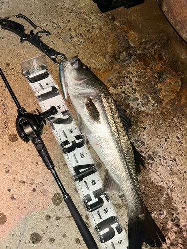 シーバスの釣果