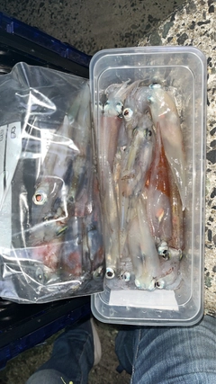 ヤリイカの釣果