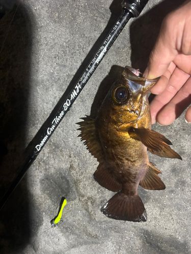 メバルの釣果