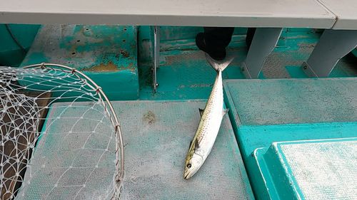 サゴシの釣果