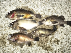 メバルの釣果