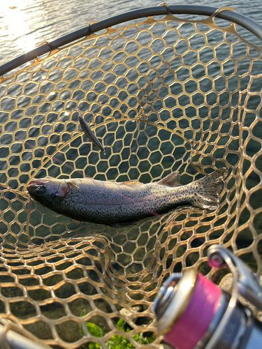 ニジマスの釣果