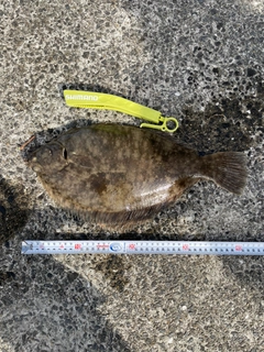 カレイの釣果