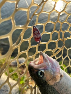 ニジマスの釣果