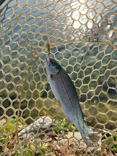 ニジマスの釣果