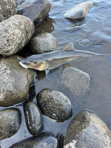 ニゴイの釣果