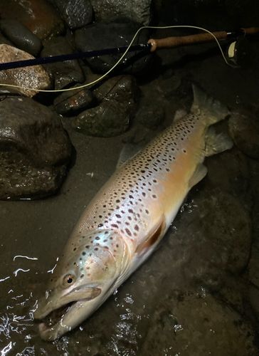 ブラウントラウトの釣果