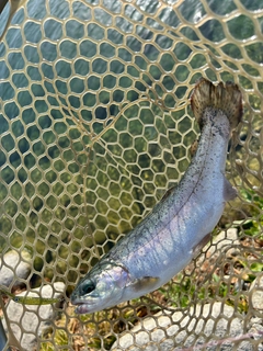 ニジマスの釣果