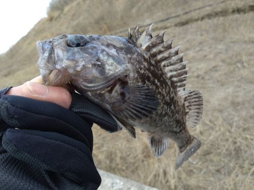 クロソイの釣果