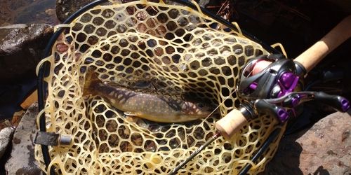 ニッコウイワナの釣果