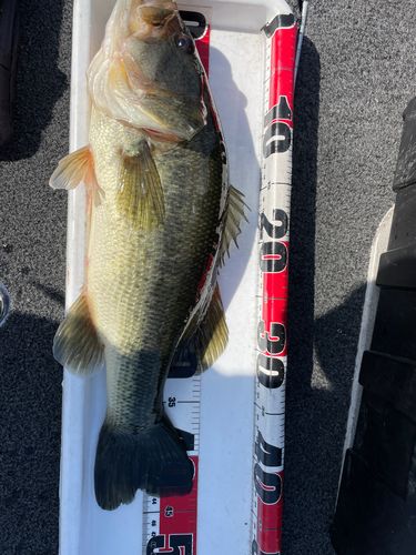 BassRoman1031 さんの 2025年03月01日のブラックバスの釣り・釣果情報