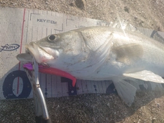 シーバスの釣果