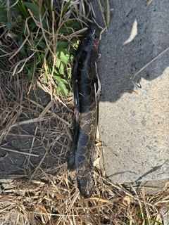 ライギョの釣果