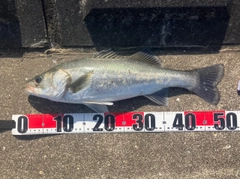 フッコ（マルスズキ）の釣果