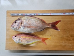 マダイの釣果