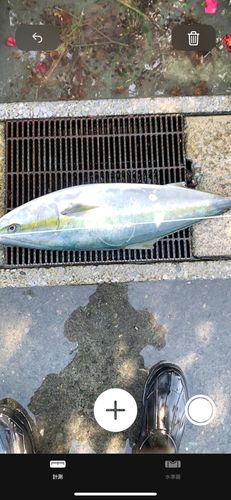 ブリの釣果