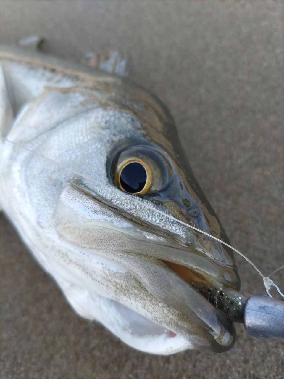 SHIMANO 23ストラディック 2500SHGの最安値・インプレ・釣果 | 本音の