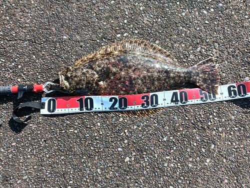 ヒラメの釣果