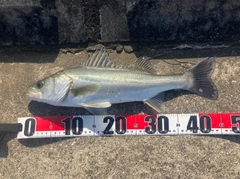 フッコ（マルスズキ）の釣果