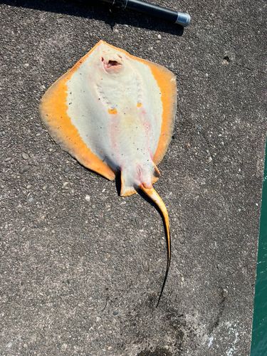エイの釣果