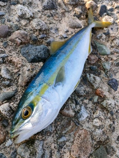 コゾクラの釣果