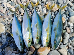 コゾクラの釣果