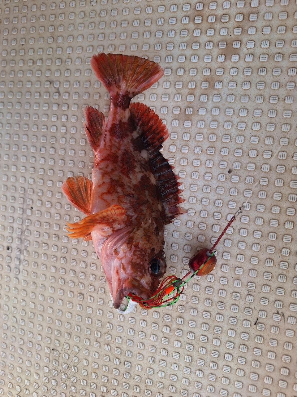 Katasyuuさんの2026年03月01日(日)の釣行(香川県 - 本島