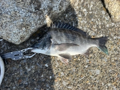 クロダイの釣果