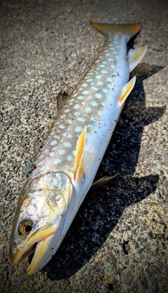 アメマスの釣果