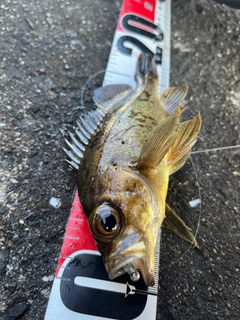 メバルの釣果