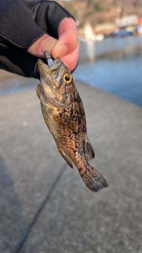 クロソイの釣果