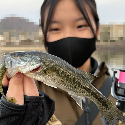 太平洋で釣れたブラックバスの釣り・釣果情報 - アングラーズ | 釣果