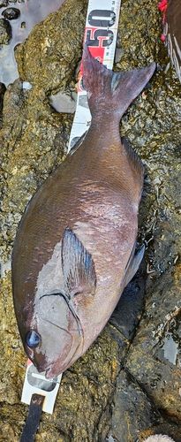 オナガグレの釣果