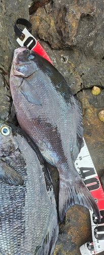 オナガグレの釣果