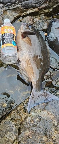 オナガグレの釣果