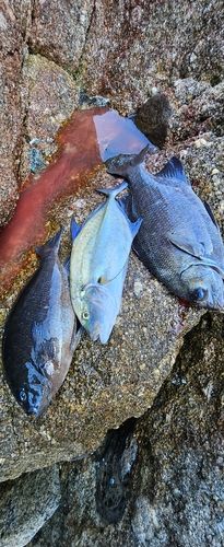 クチブトグレの釣果