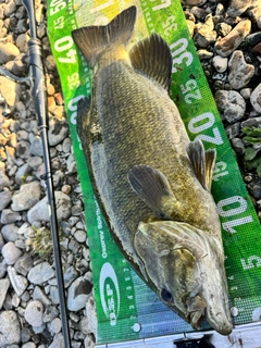 スモールマウスバスの釣果