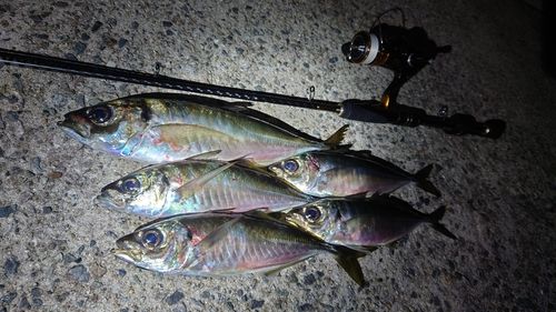 アジの釣果