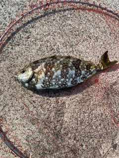 バリの釣果