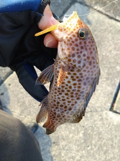 オオモンハタの釣果