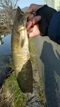 ナマズの釣果