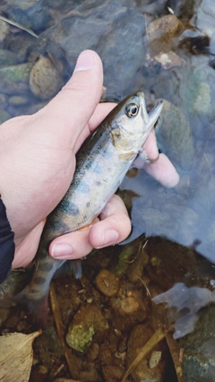 ヤマメの釣果