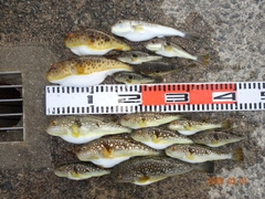 コモンフグの釣果