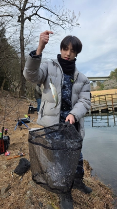 ニジマスの釣果