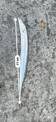 タチウオの釣果