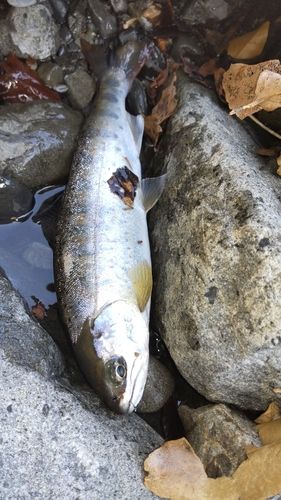 アマゴの釣果